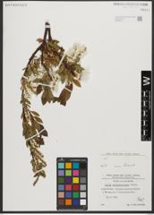 Foto von Salix waldsteiniana Willd.